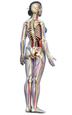 3D, kadın iç organlarının, iskeletinin ve dolaşım sisteminin tıbben doğru bir çizimi.