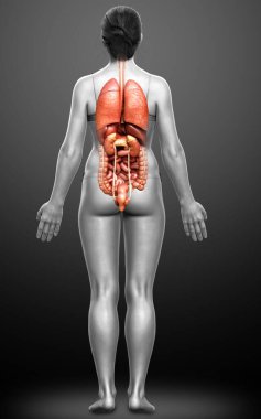 3D tıbbi olarak kadın iç organlarının doğru çizimi 