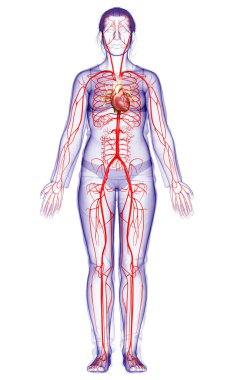 Dişi atardamarların tıbben doğru çizimi 3D