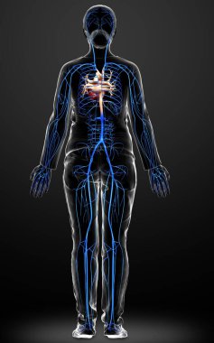 3D, kadın damar anatomisini tıbben doğru gösteriyor.