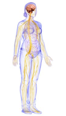 3D, tıbbi olarak bir kadın sinir sisteminin doğru bir örneği.