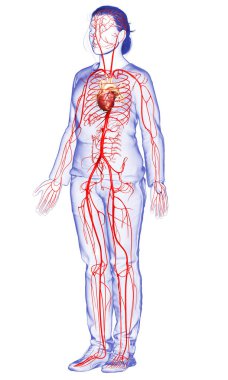 Dişi atardamarların tıbben doğru çizimi 3D