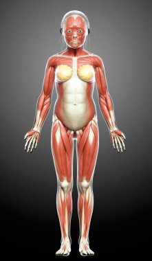 3D, genç bir kızın kas sisteminin tıbben doğru bir çizimi.