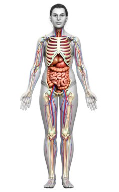 3D, kadın iç organlarının ve iskelet sisteminin tıbben doğru bir gösterimi.