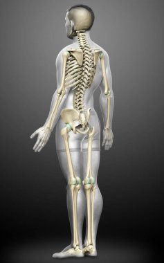 3D üretilmiş, tıbben doğru bir erkek iskelet sistemi.