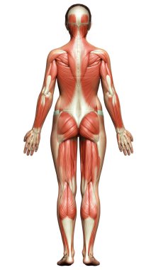 3D, kadın kas sisteminin tıbben doğru bir göstergesi.