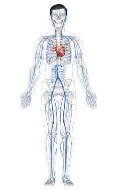 3D, erkek damar anatomisini tıbben doğru gösteriyor.