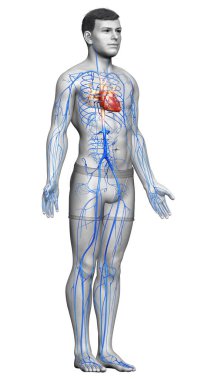 3D, erkek damar anatomisini tıbben doğru gösteriyor.