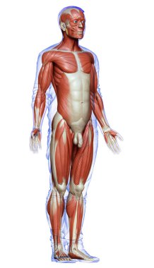 3D, erkek kas sisteminin tıbben doğru bir gösterimi.
