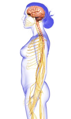 3D, tıbbi olarak bir kadın sinir sisteminin doğru bir örneği.