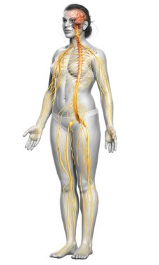 3D, tıbbi olarak bir kadın sinir sisteminin doğru bir örneği.