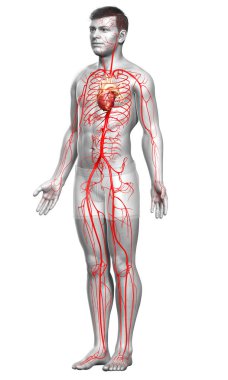 3D, erkek atardamarlarının tıbben doğru çizimi.