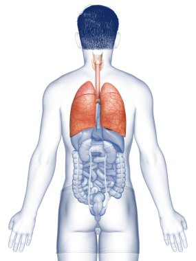 Erkek akciğer anatomisinin 3 boyutlu, tıbben doğru bir örneği.