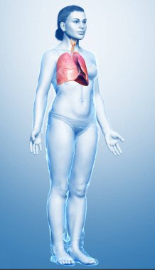 3 boyutlu, tıbbi olarak kadın akciğer anatomisini gösteriyor.