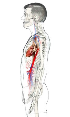 3D, tıbbi olarak erkek kalbinin doğru bir gösterimi.