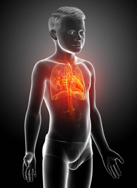 3D, vurgulanmış turuncu çocuk kalp anatomisinin tıbben doğru bir çizimi.