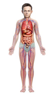 3D, çocuğun iç organlarının ve dolaşım sisteminin tıbben doğru bir çizimi.