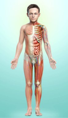 3D, tıbbi olarak erkek anatomisini doğruluyor.