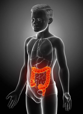 3D üretilmiş, çocuğun kalın bağırsak anatomisinin tıbben doğru bir örneği.
