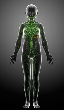 3D, genç bir kızın lenf sisteminin tıbben doğru bir çizimi.