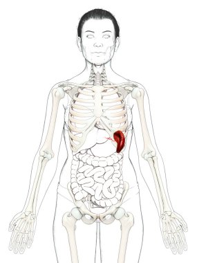 Dişi dalak anatomisine ait 3D, tıbben doğru bir örnekleme.