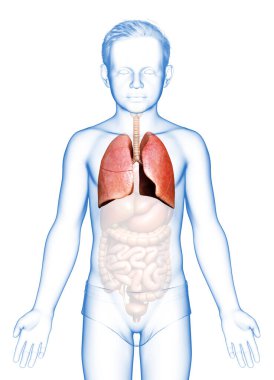 3D, tıbbi olarak genç bir çocuğun akciğer anatomisini gösteriyor.