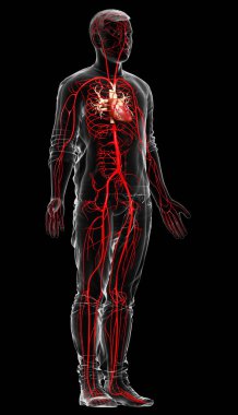 3D, erkek atardamarlarının tıbben doğru çizimi.