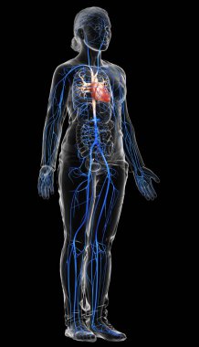 3D, kadın damar anatomisini tıbben doğru gösteriyor.