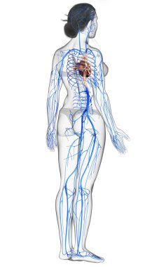 3D, kadın damar anatomisini tıbben doğru gösteriyor.