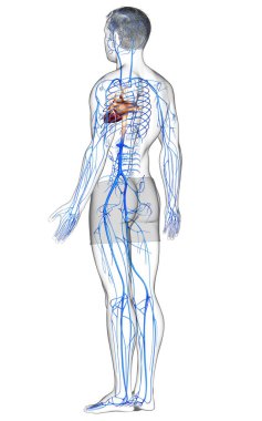 3D, erkek damar anatomisini tıbben doğru gösteriyor.