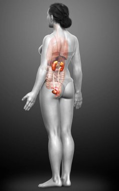 3D üretilmiş, tıbben kadın böbreklerinin doğru bir örneği.