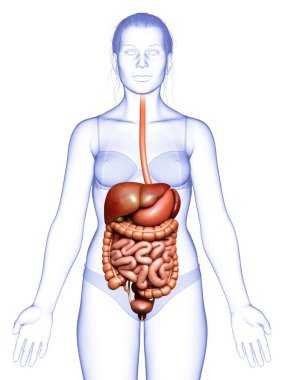 3D tıbbi olarak kadın iç organlarının doğru çizimi 