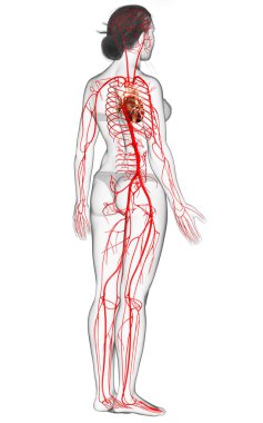 Dişi atardamarların tıbben doğru çizimi 3D