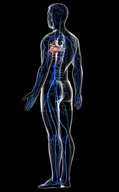 3D, erkek damar anatomisini tıbben doğru gösteriyor.