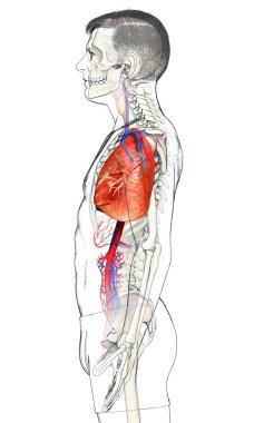 Erkek akciğer anatomisinin 3 boyutlu, tıbben doğru bir örneği.
