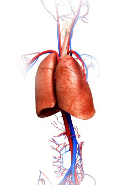 3D üretilmiş, akciğer anatomisinin tıbben doğru bir örneği.