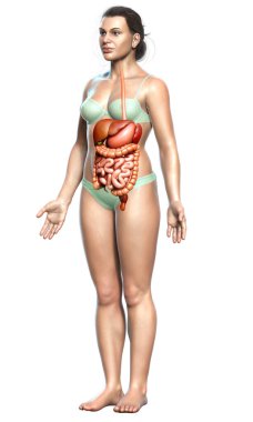 3D, kadınların sindirim sisteminin tıbben doğru bir gösterimi.