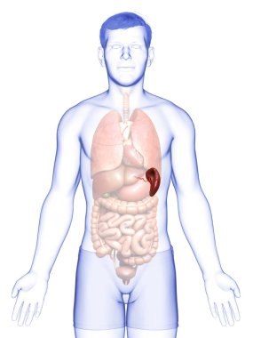 3D üretilmiş, tıbbi açıdan doğru bir erkek dalak anatomisi.