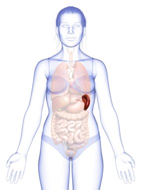 Dişi dalak anatomisine ait 3D, tıbben doğru bir örnekleme.