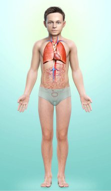 3D, tıbbi olarak genç bir çocuğun akciğer anatomisini gösteriyor.