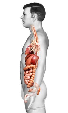 3D, erkek sindirim sisteminin ve kalbinin tıbben doğru bir gösterimi.
