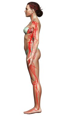 Dişi atardamarların tıbben doğru çizimi 3D