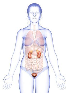 3D üretilmiş, tıbben kadın böbreklerinin doğru bir örneği.