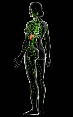 3D, tıbbi olarak bir kadın lenf sisteminin doğru bir çizimi.