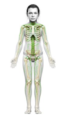 3D, genç bir kızın lenf sisteminin tıbben doğru bir çizimi.