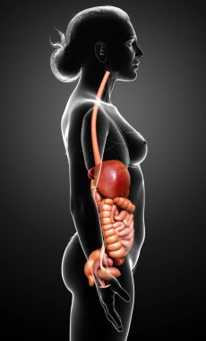 3D tıbbi olarak kadın iç organlarının doğru çizimi 