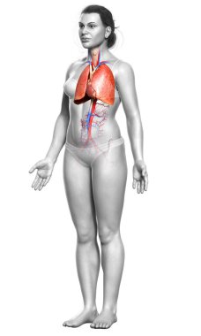 3 boyutlu, tıbbi olarak kadın akciğer anatomisini gösteriyor.