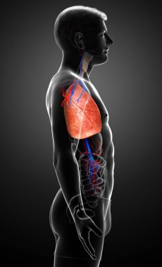 Erkek akciğer anatomisinin 3 boyutlu, tıbben doğru bir örneği.