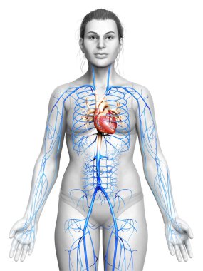 Dişi dolaşım sisteminin 3D çizimi