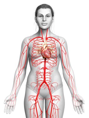 Dişi atardamarların tıbben doğru çizimi 3D